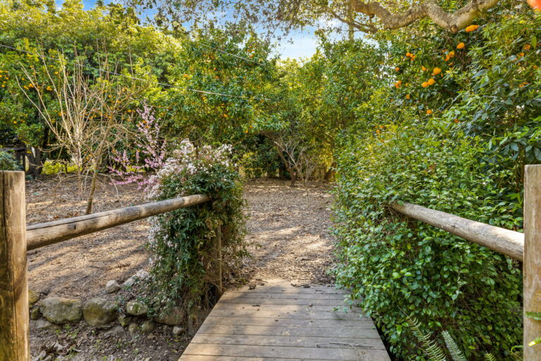 A wooden walkway leads to an orange grove.